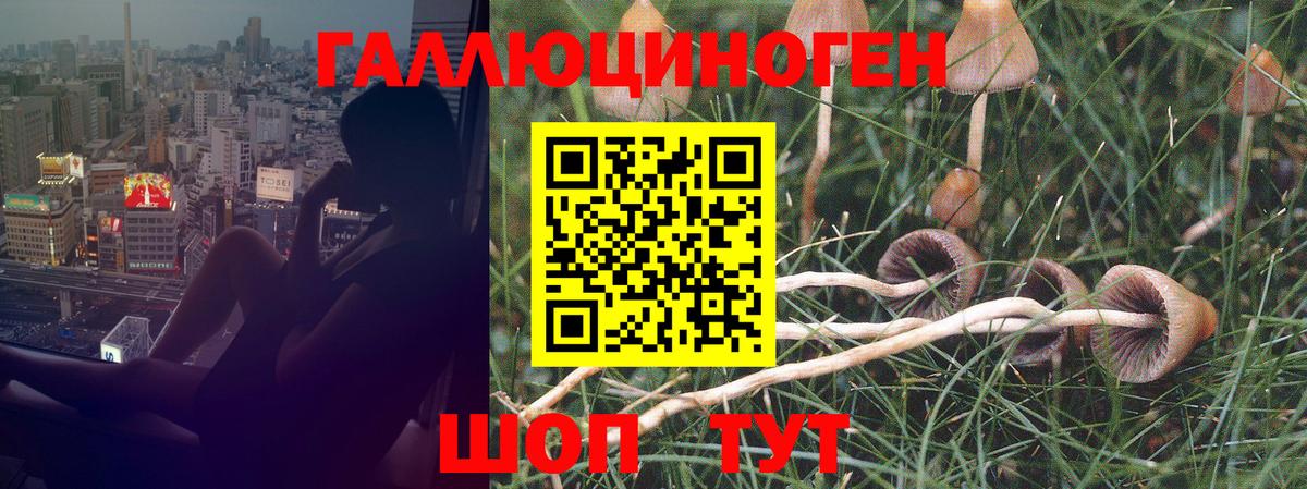 Димитровград  Псилоцибиновые грибы прущие грибы  Вход с VPN 