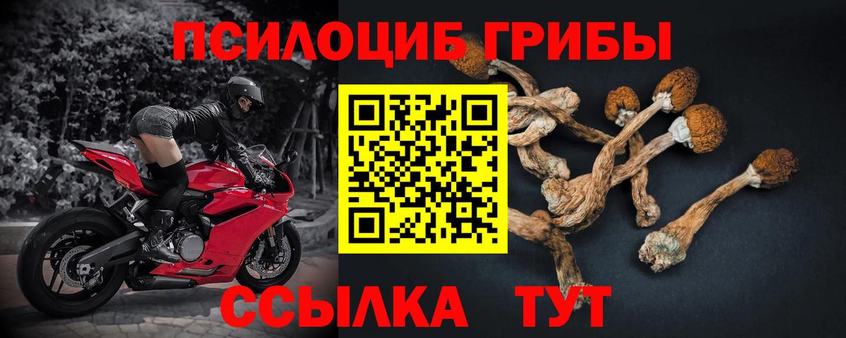 Псилоцибиновые грибы Cubensis Димитровград